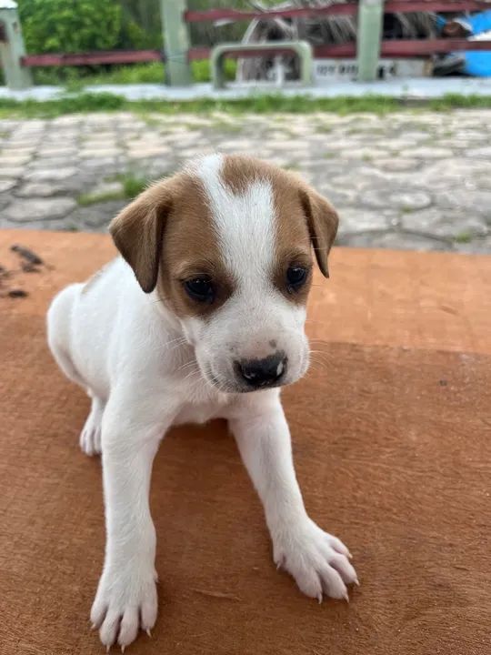 Cachorrinhos comuns - Foto 5