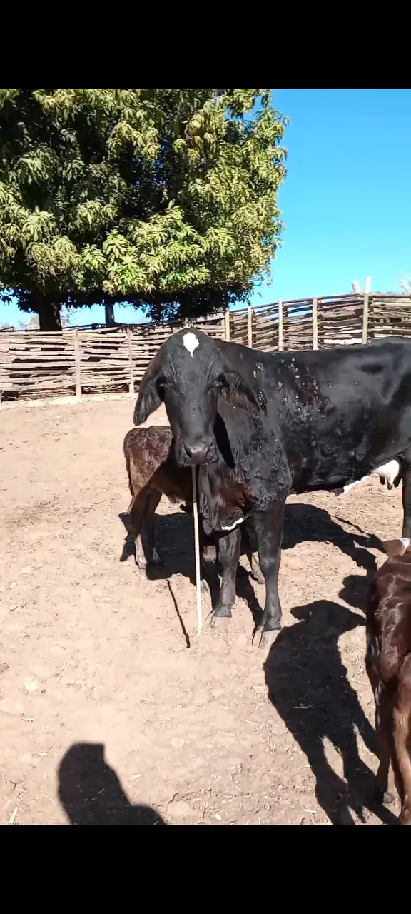 4 vacas de leite parida 