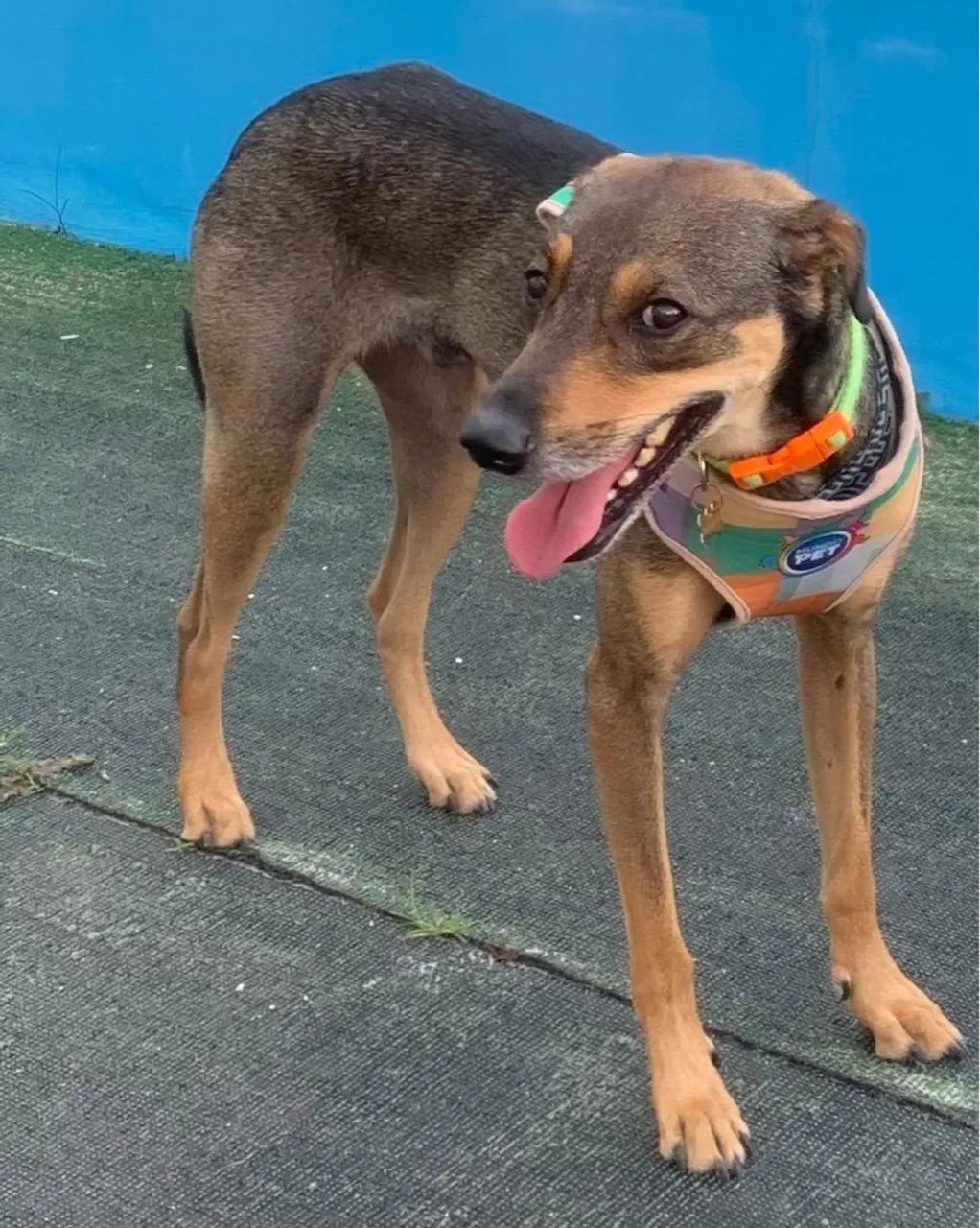 Macho para adoção  - Foto 3