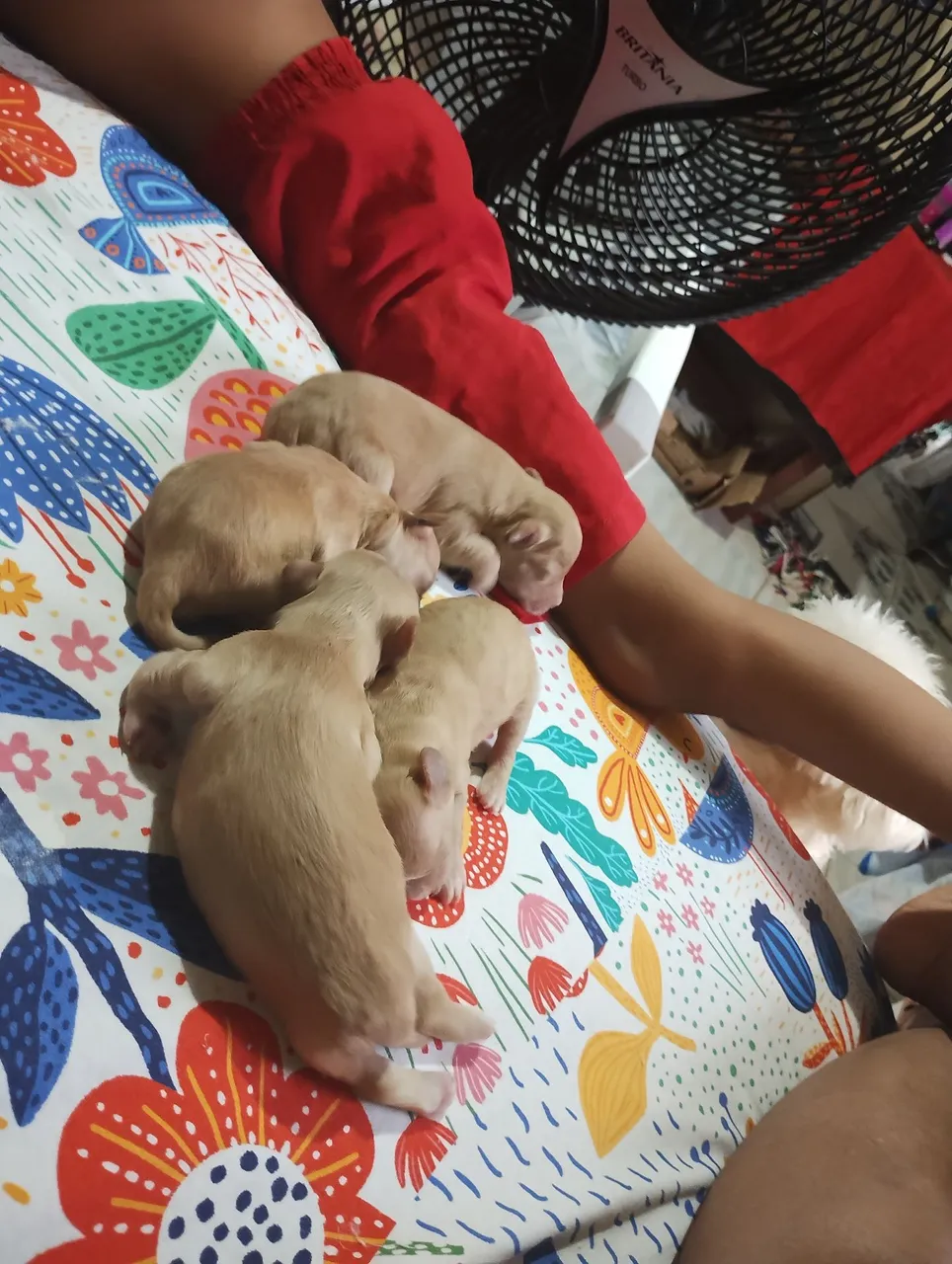 Filhotes de cachorro