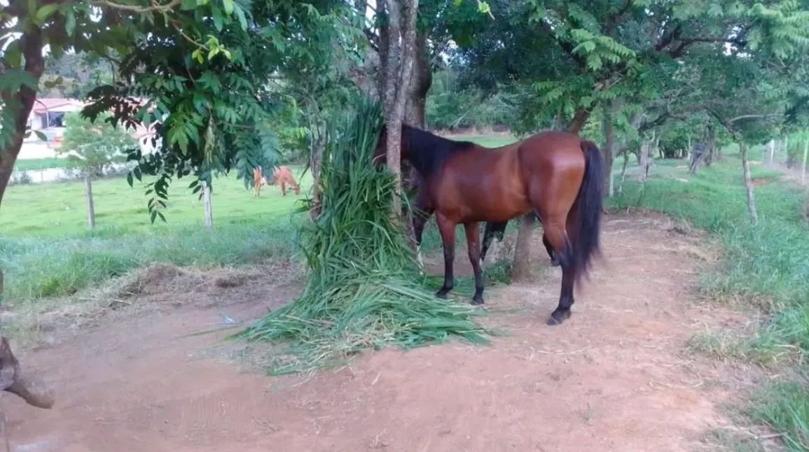 Vendo cavalo quarto de milha  - Foto 2