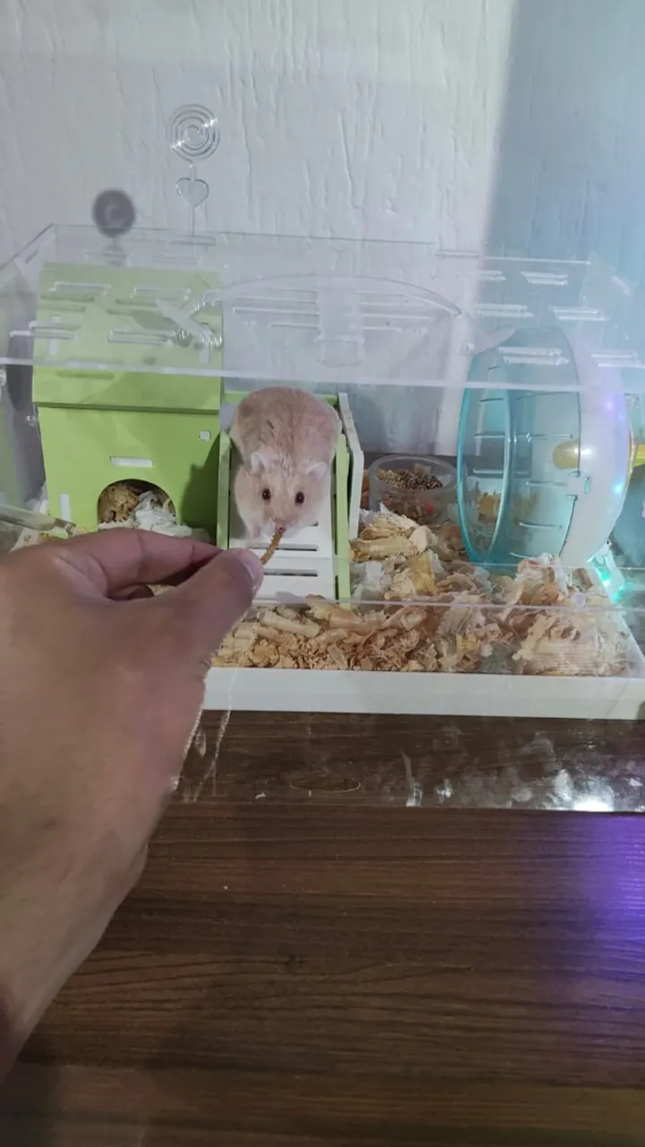 Hamster com gaiola em acrilico e acessorios
