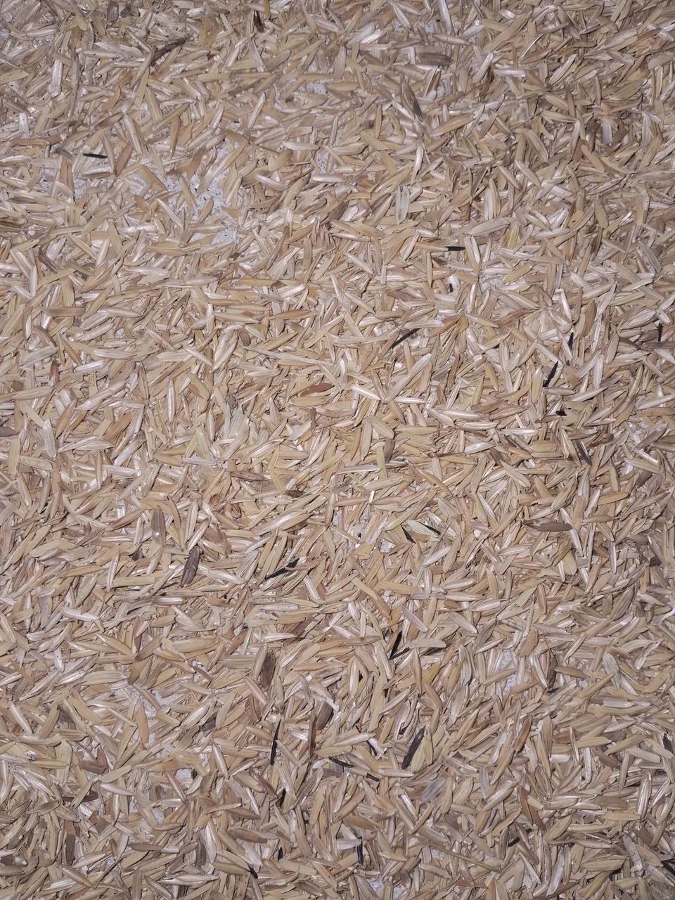 Cascas de arroz natural  - Foto 2