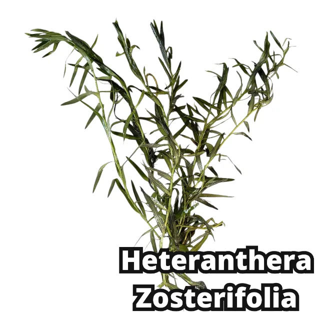 Heteranthera Zosterifolia Linda Planta Aquario Plantado