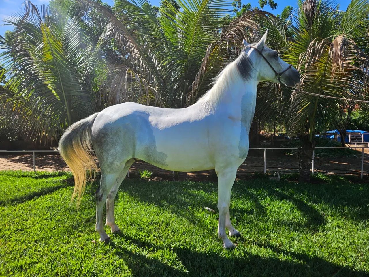 Cavalo mangalarga marcha picada 