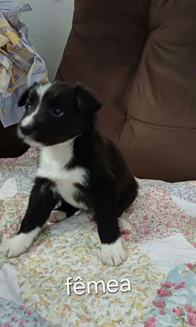 Filhotes de border collie  - Foto 3