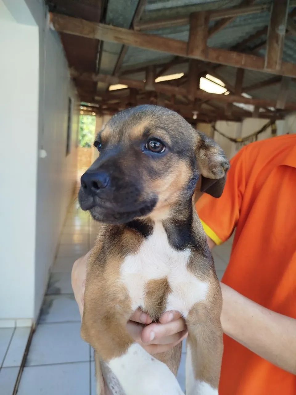 Filhote de cachorro disponível para adoção, são dóceis e muito carinhosos 