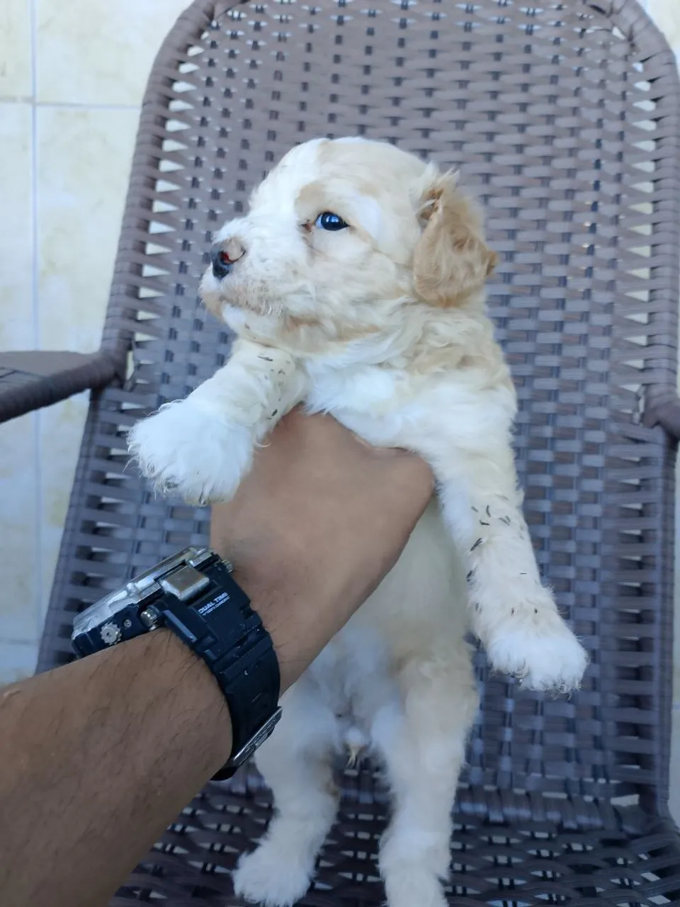 Vende-se filhotes de poodle 