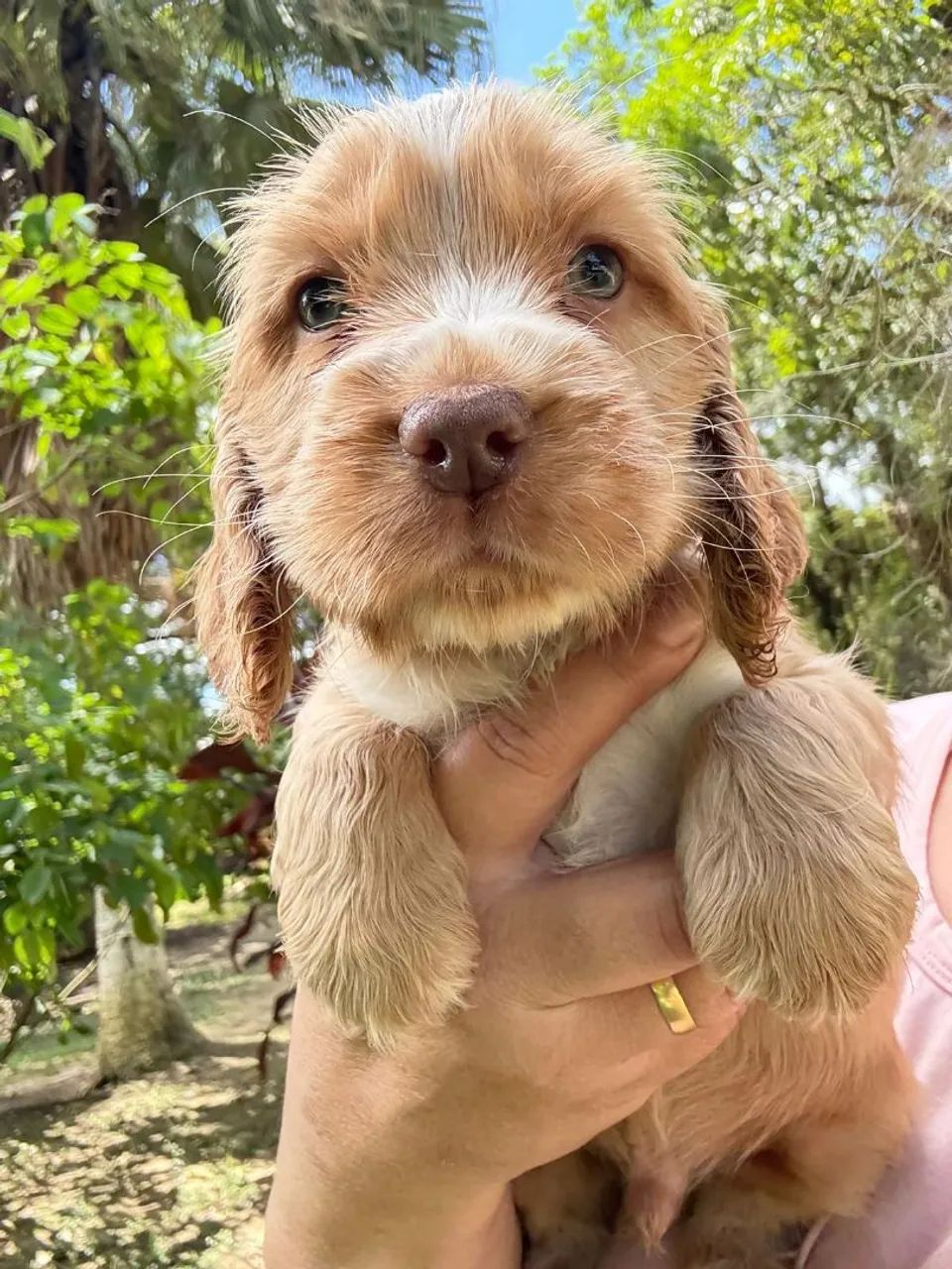 Cocker Spaniel macho