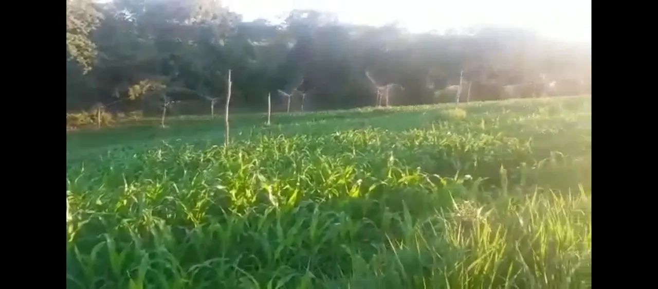 Ótima Estrutura Numa Área 5 hectares.100% Aproveitável..Aceita veículo/imóvel.. - Foto 4