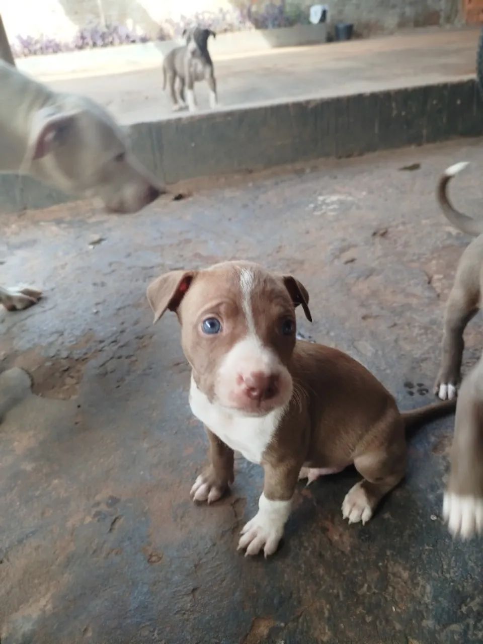 Filhotes de Pitbull  - Foto 4