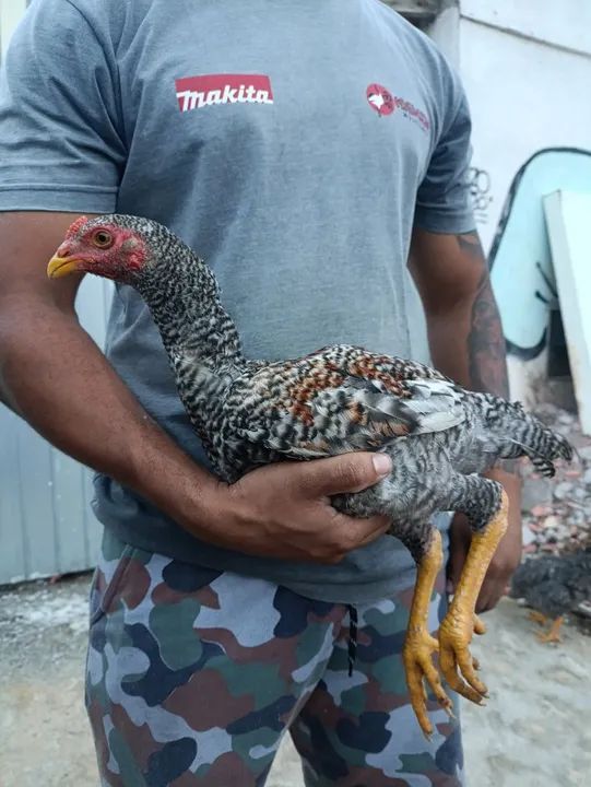 Frango indio - Foto 3