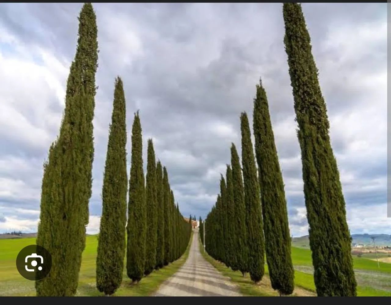Mudas de Cipreste Italiano  - Foto 3