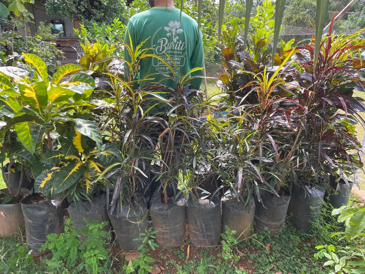 Mudas de croton 