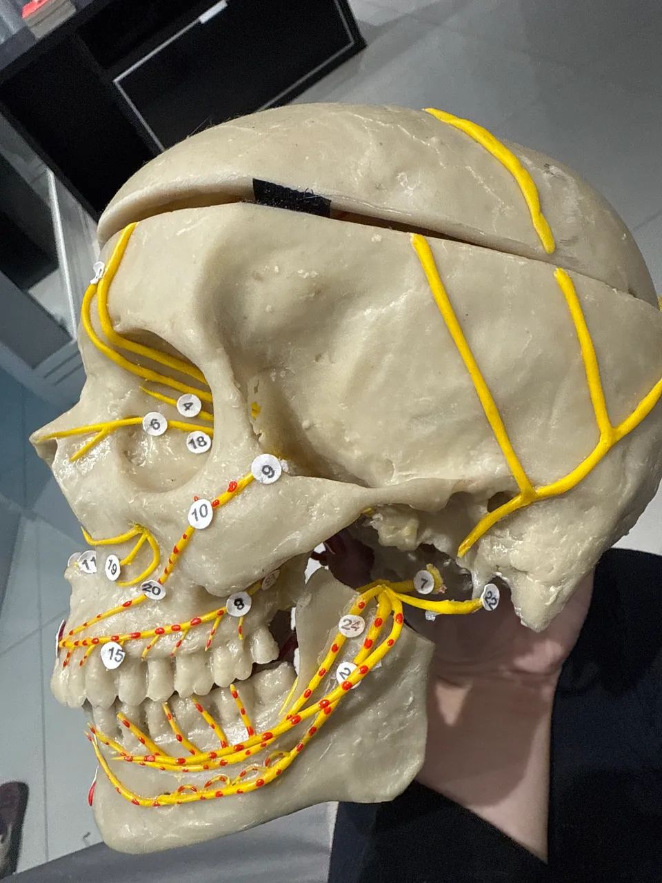 Crânio artificial de estudo, está com marcação de nervos e músculos. - Foto 3