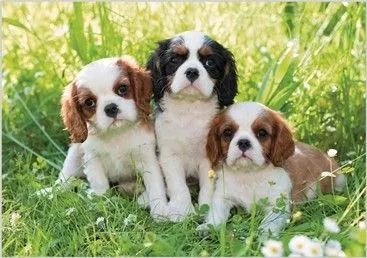 Cavalier 3 Disponível 