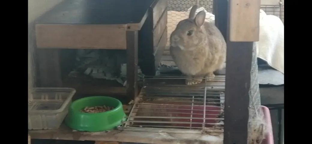 Doação de mini coelho