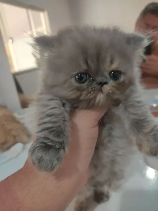 Gatinha persa fêmea de ótimo padrão  - Foto 2