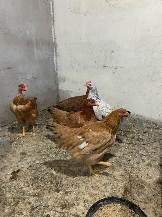 Frangos para venda - Foto 2