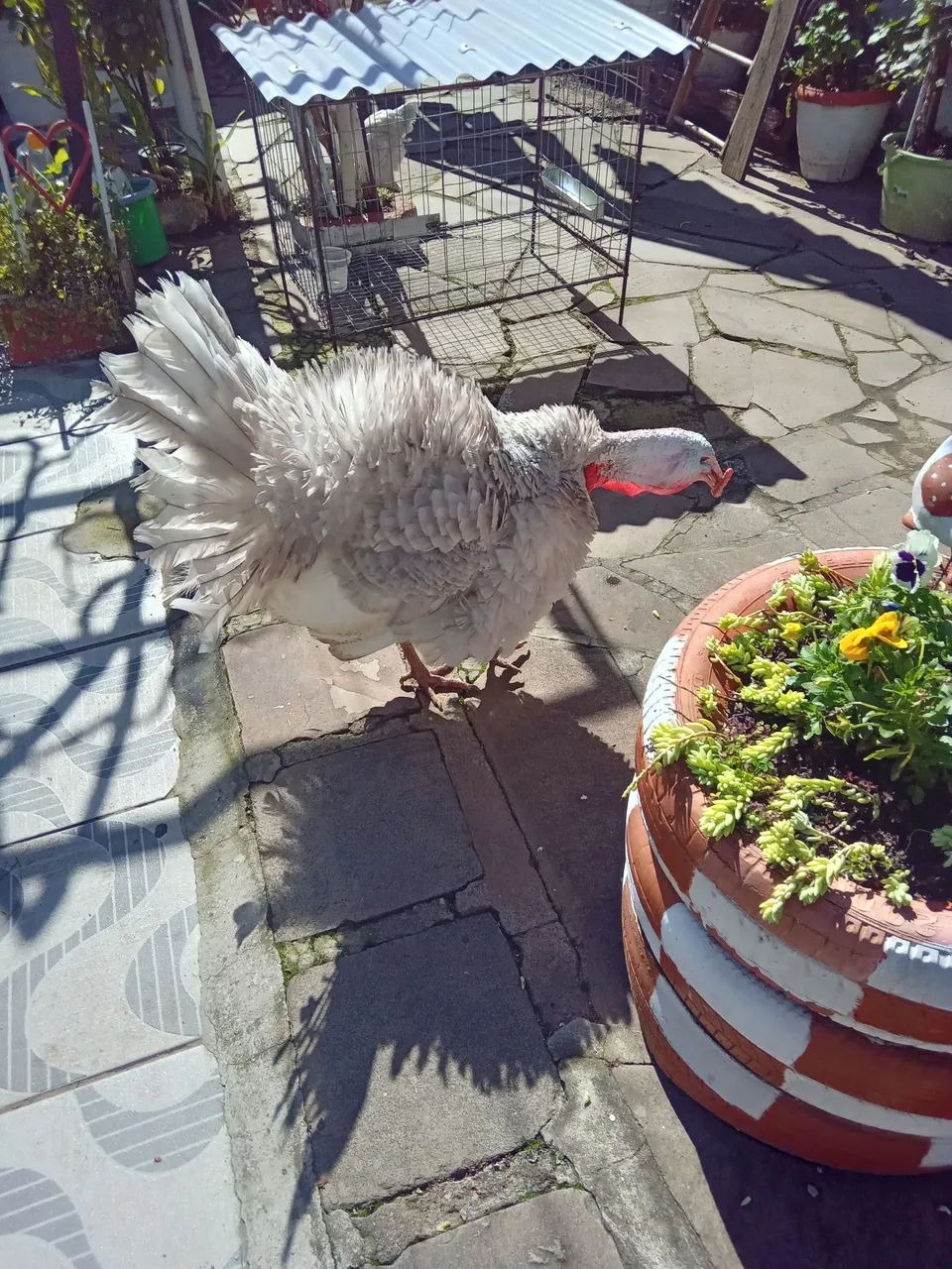 Peru Gigante300 Macho - Foto 2