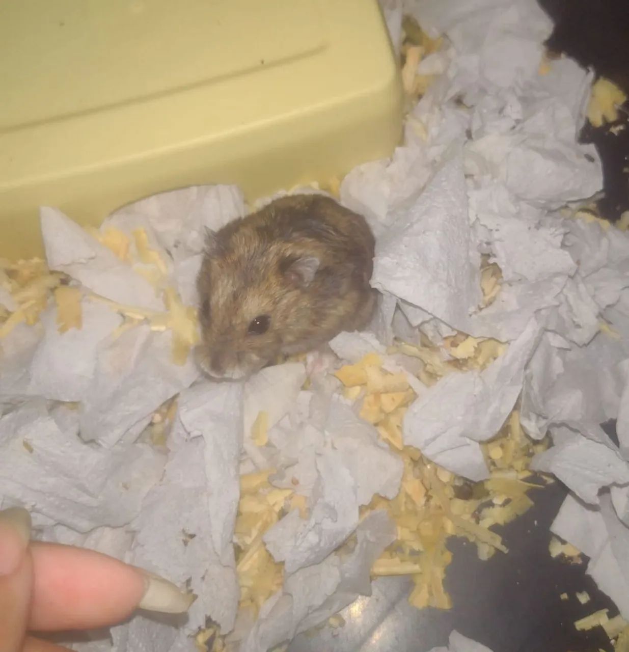 Hamster (Doação)