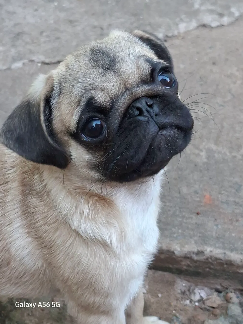 Filhote de Pug,vacinados com duas doze de vacina importadas,parcelado e desconto a vista