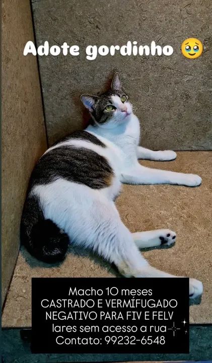 Gato castrado para adoção responsável 
