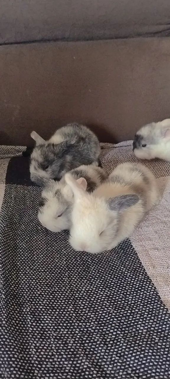 Filhotes mini lop - Foto 2