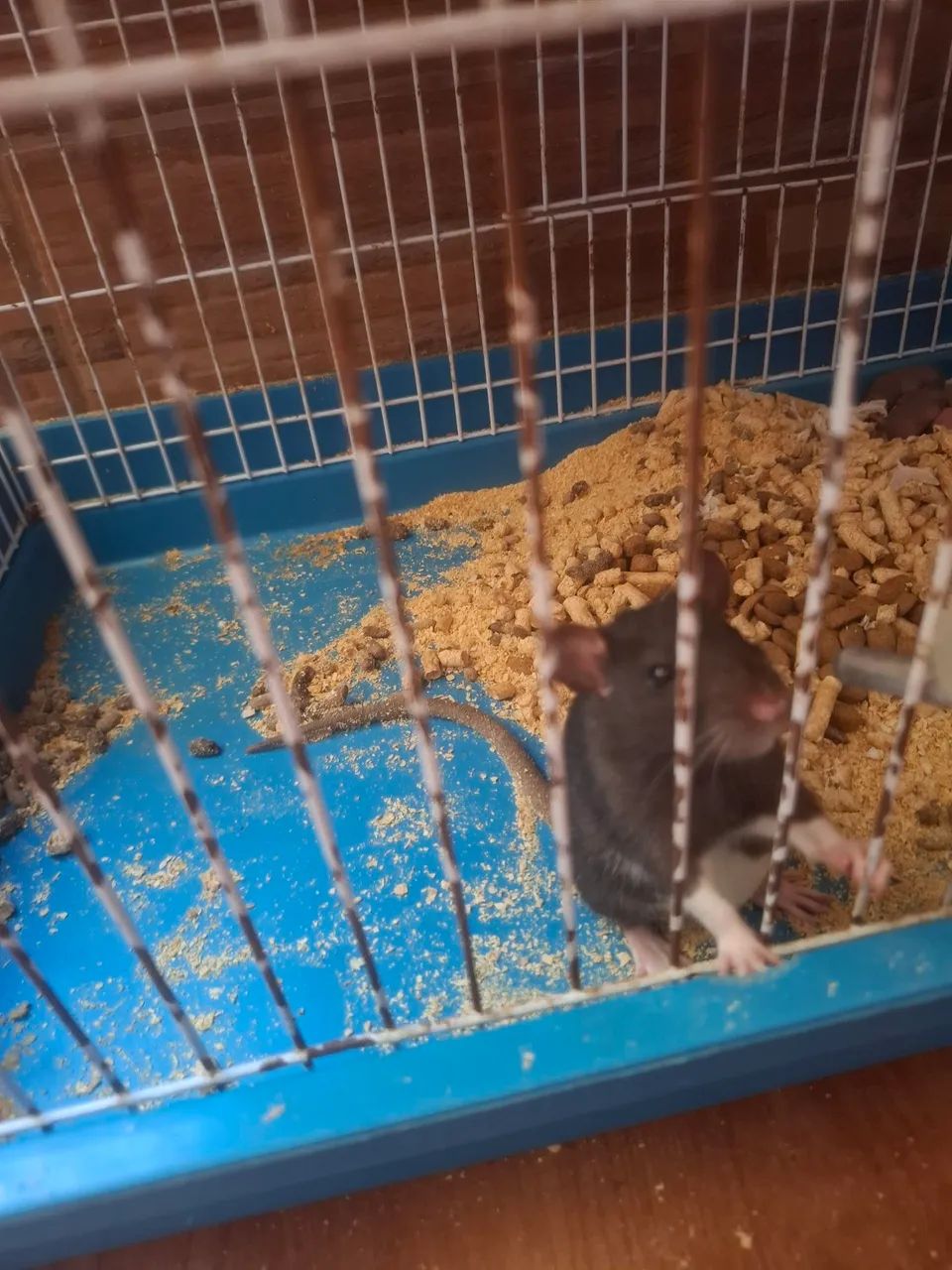 Bebês twister - Foto 3