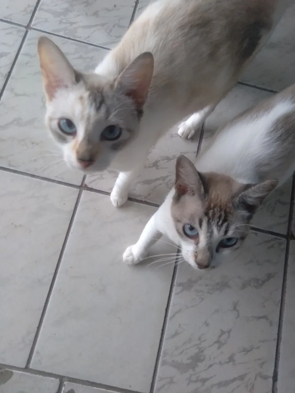 Gatos fêmeas