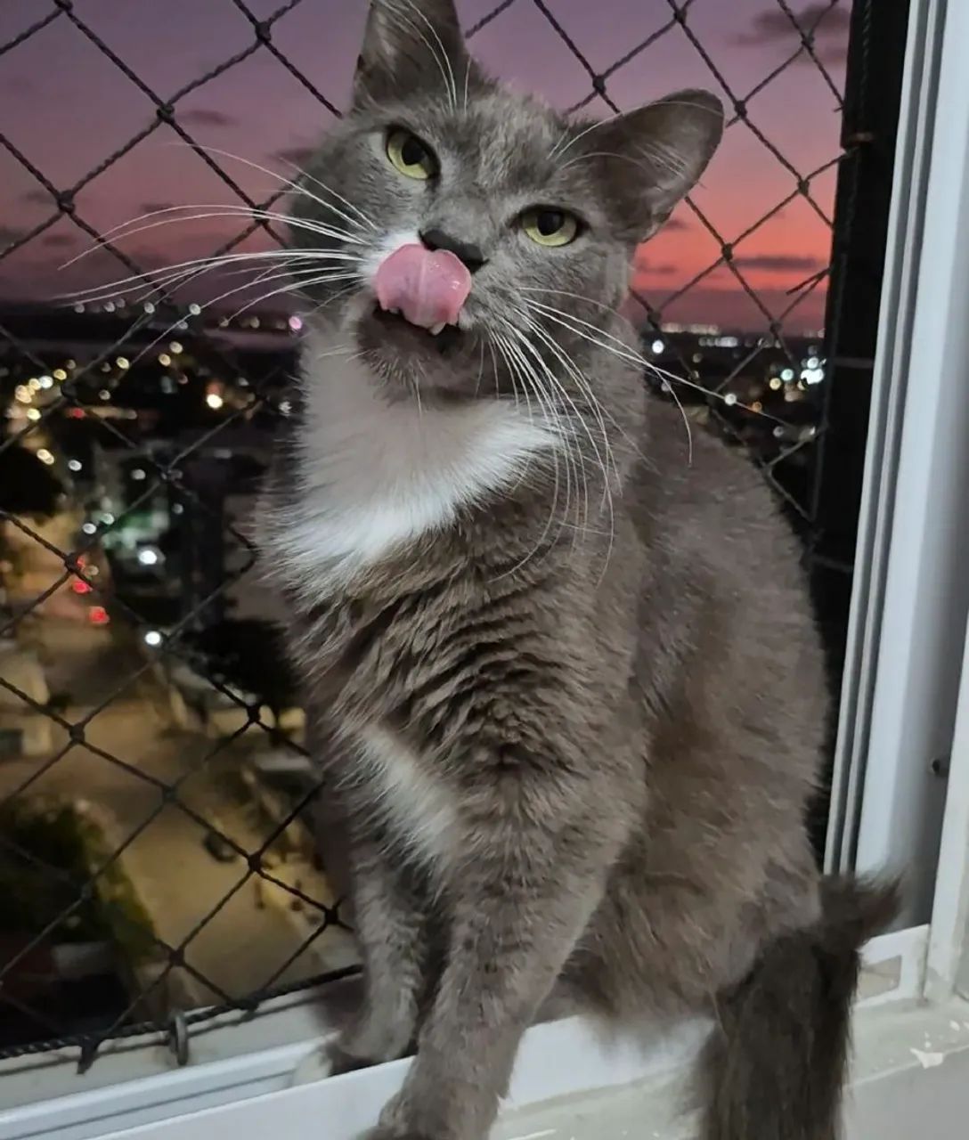 Gato Para doação - Foto 3