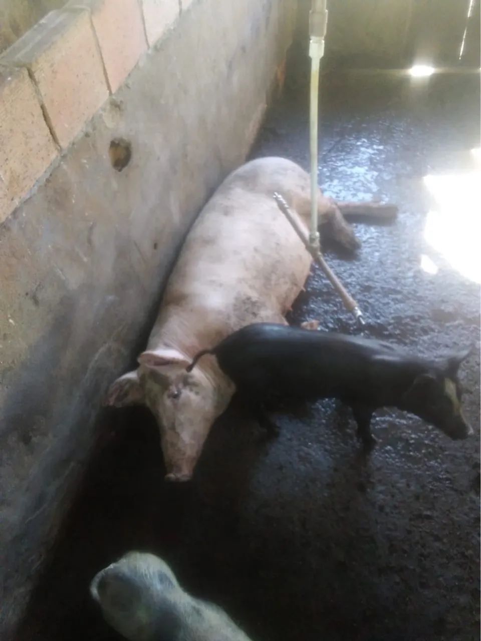 PORCO CAIPIRA - Foto 3