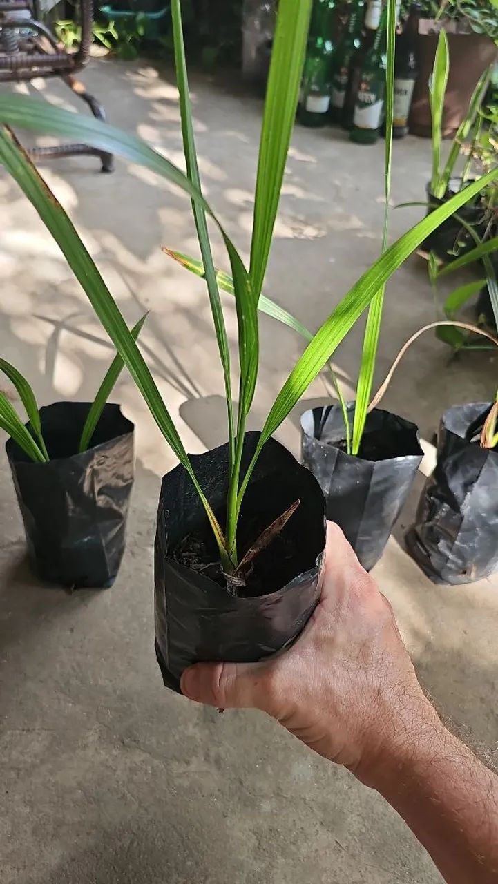 Mudas de Tamareira rara 