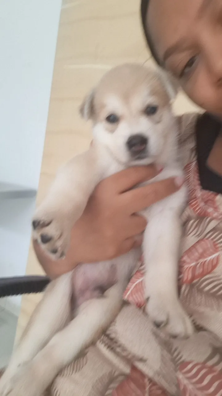 Filhote fofo para verder