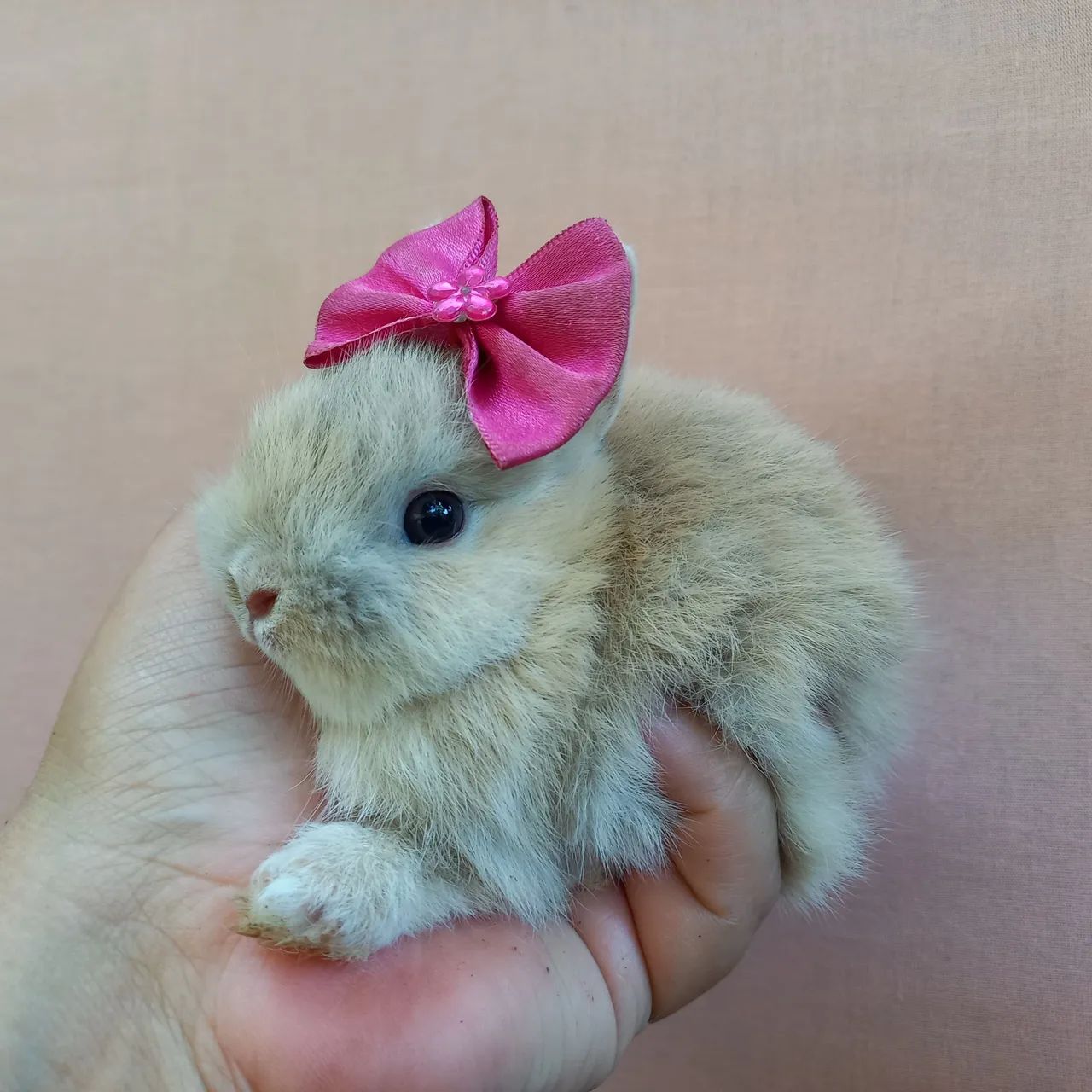 Coelho Anão Netherland Dwarf  - Foto 3