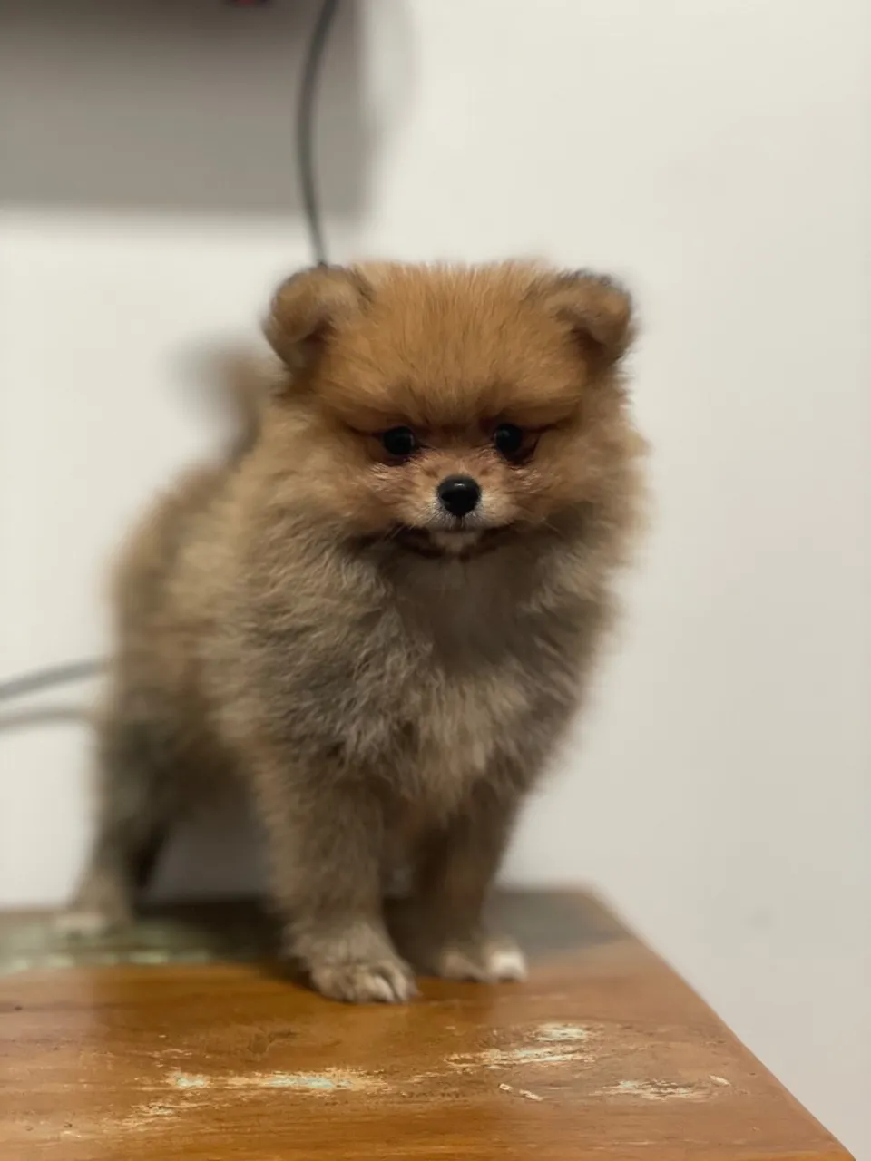 Filhote Spitz Alemão/Lulu da Pomerania Macho