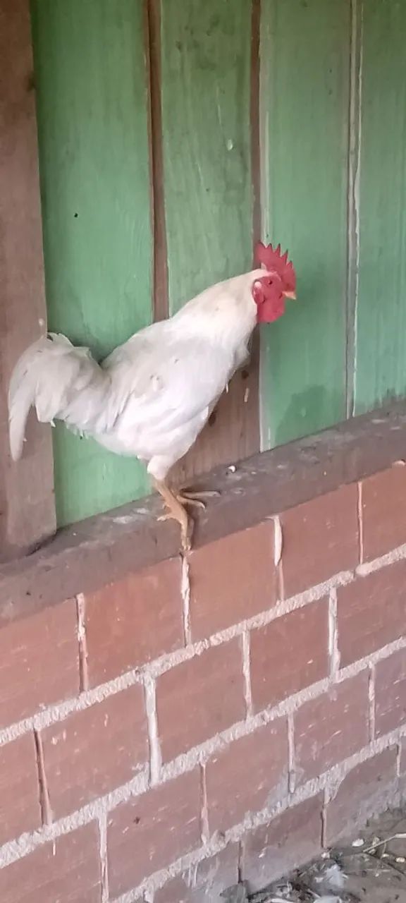 Galinha caipira para venda - Foto 4