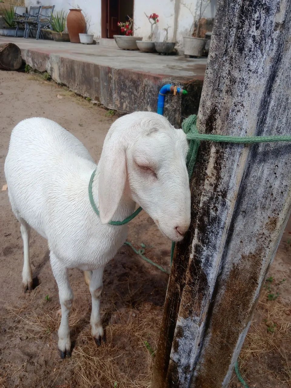 Ovelha santa Inês albina