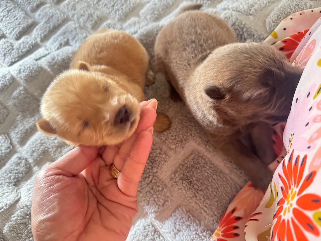 Filhote de Chow Chow puro  - Foto 3