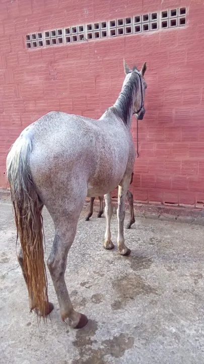 Vende-se Égua e potra mangalarga machador  - Foto 5