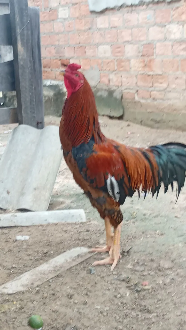 Vendo um ? galo valor 130