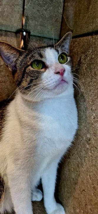 Gato castrado para adoção responsável  - Foto 5