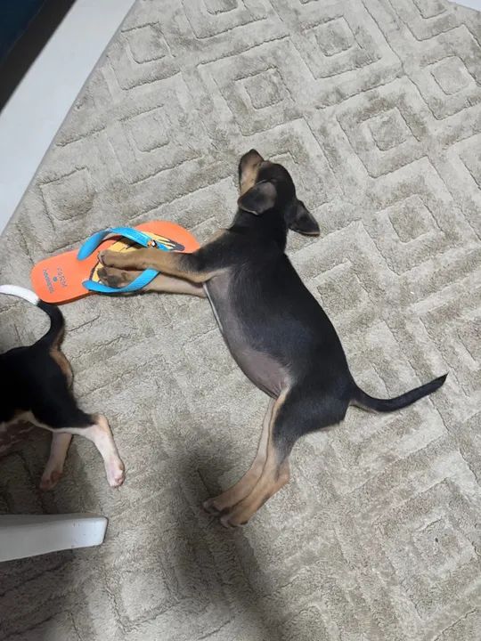 Dois filhotes fêmeas para adoção - Foto 3