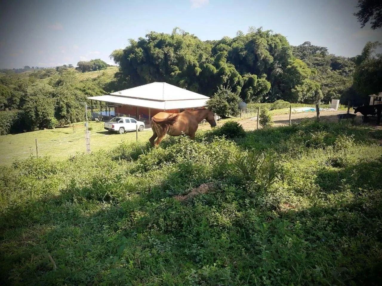 Lindo Sitio com 18 hectares 180 mil metros com piscina e muito verde oportunidade - Foto 4