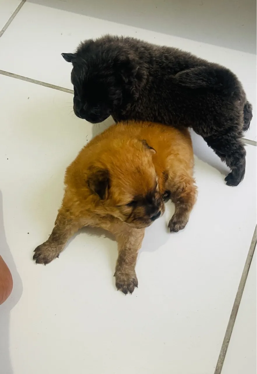 Filhotes de Chow-Chow disponíveis