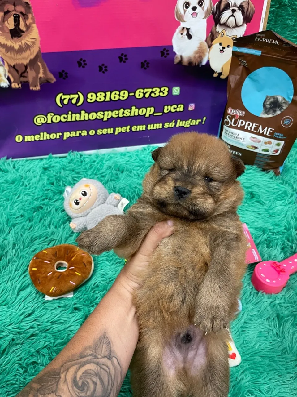 Chow chow