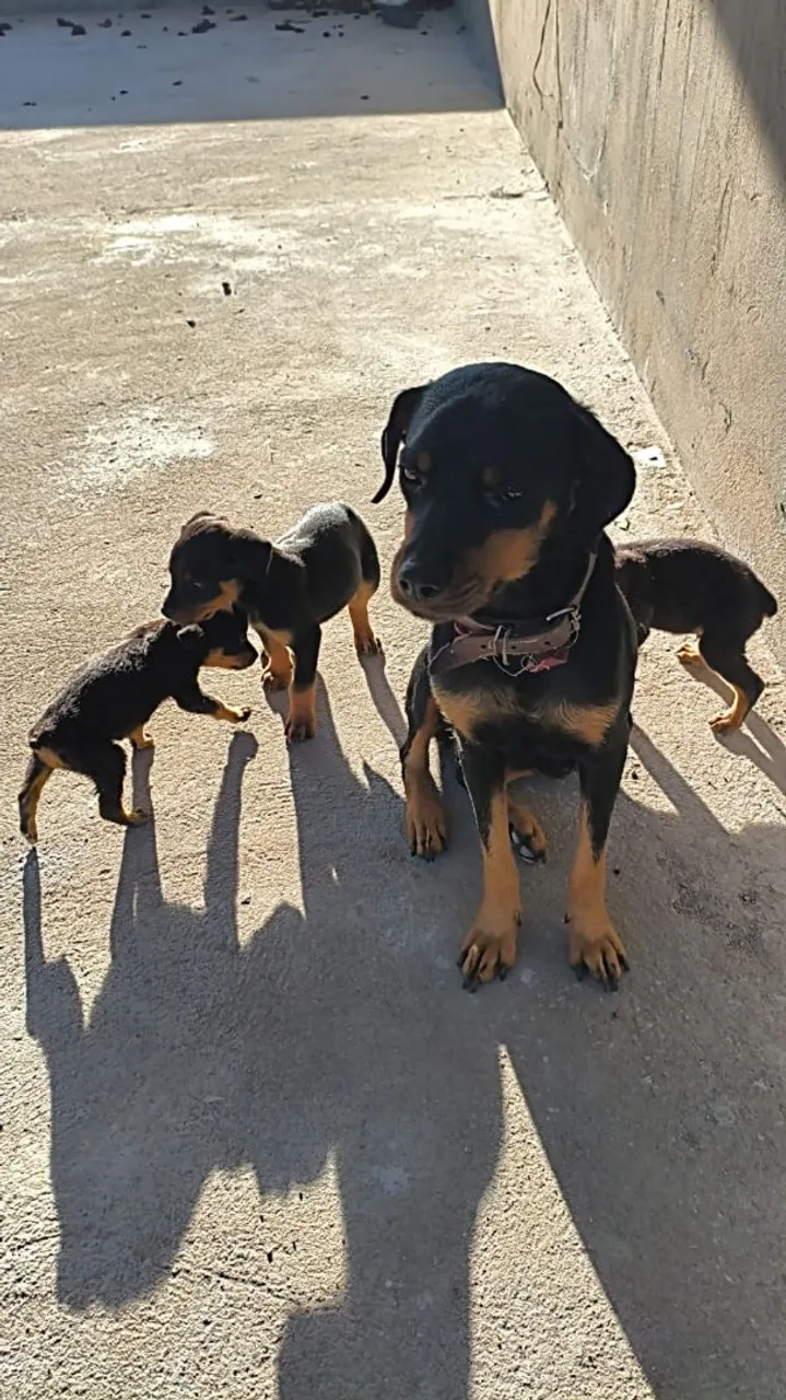 Filhotes de Rottweiler puros