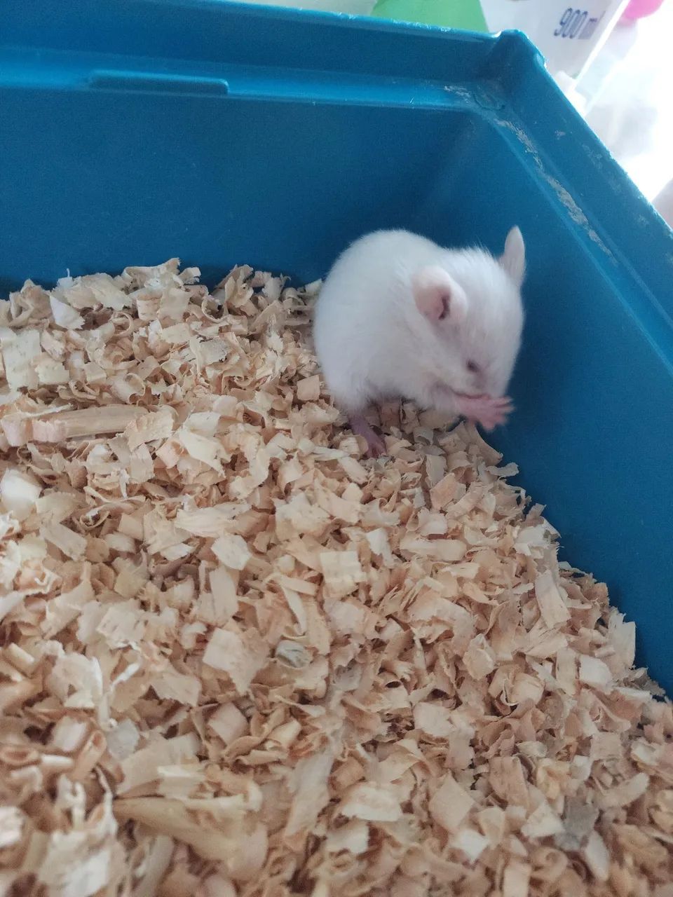 Filhote Hamster Sírio - Foto 3