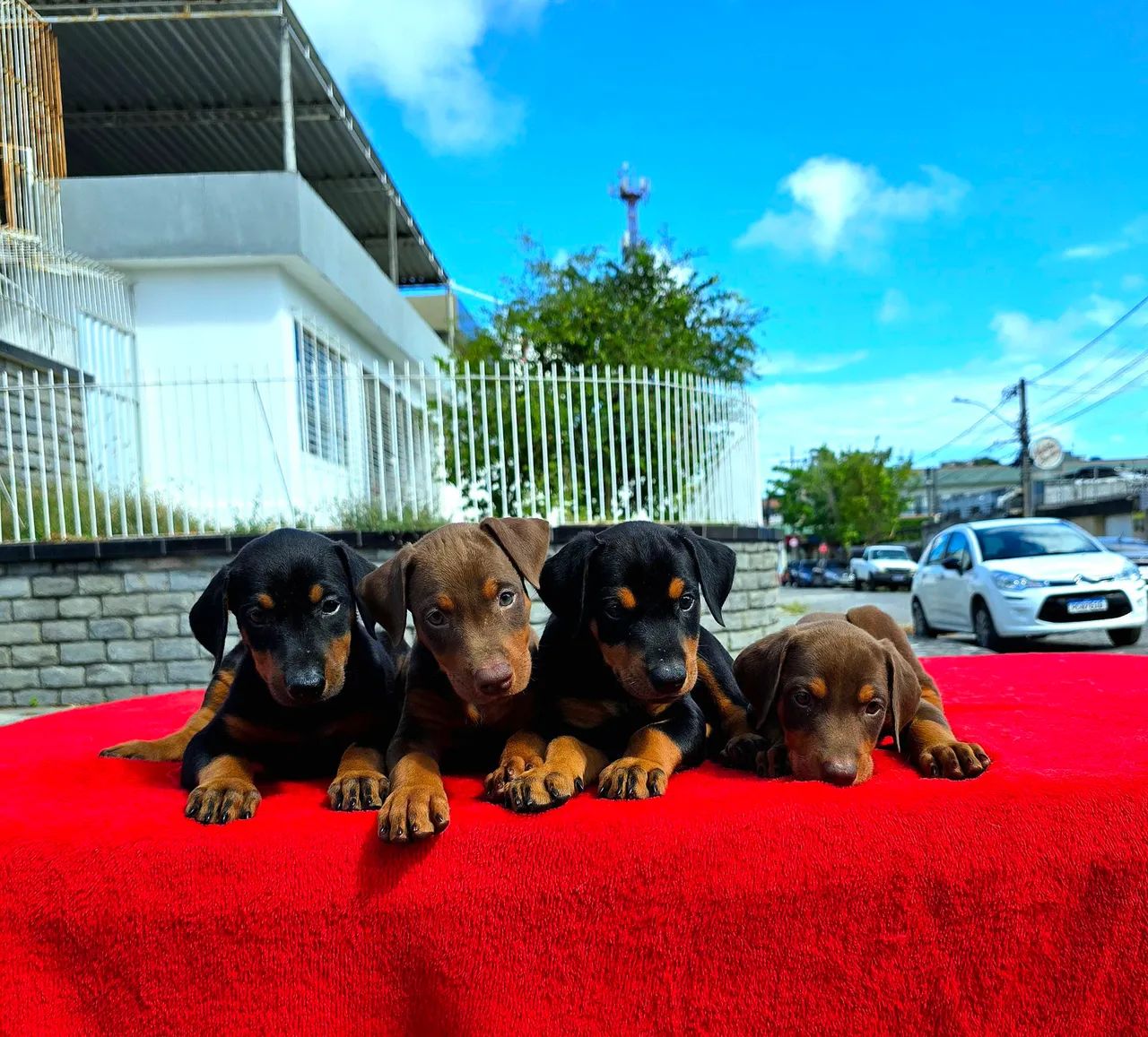 Filhotes FÊMEAS de Doberman CHOCOLATE - Foto 4