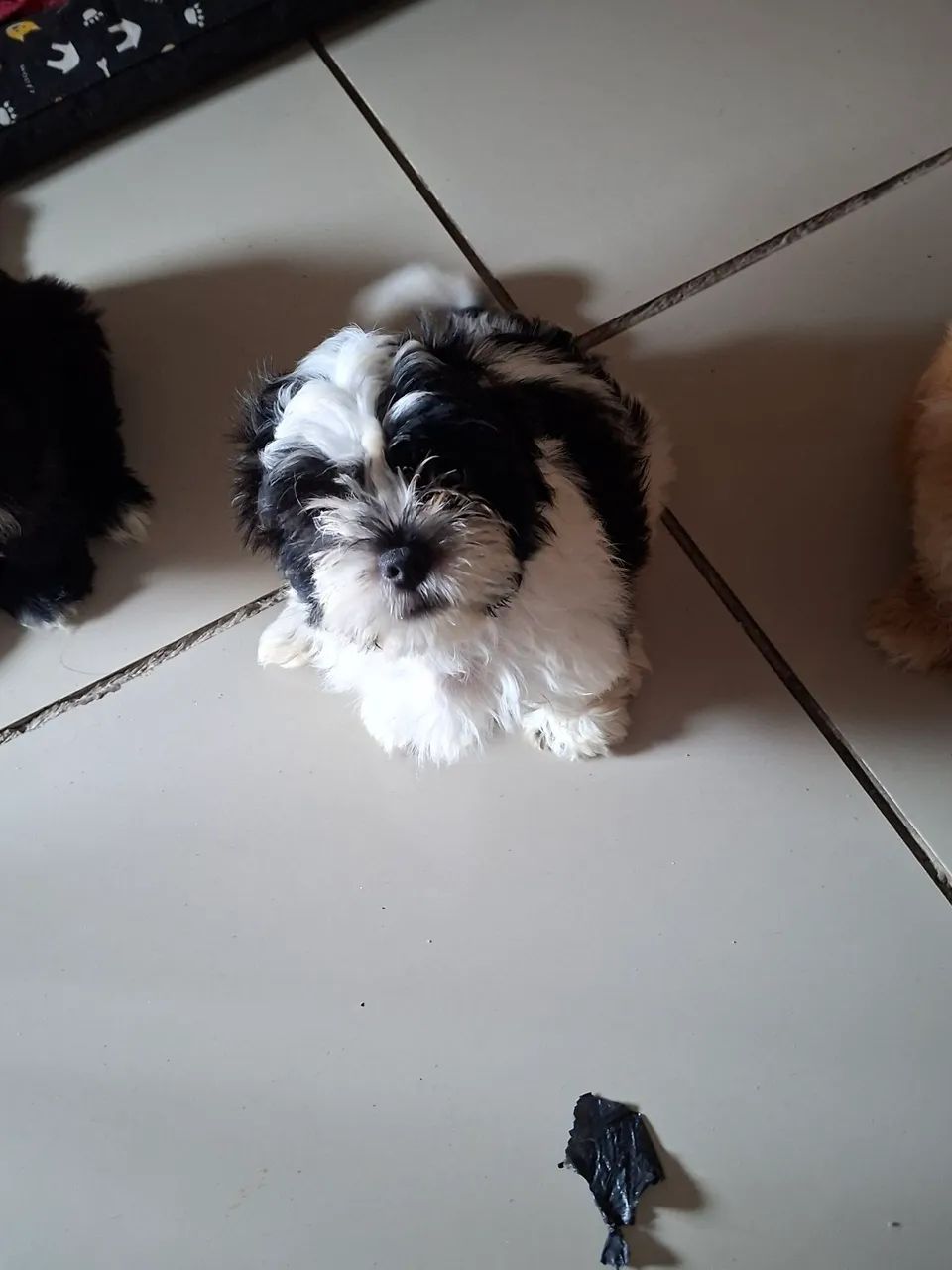 Shitzu - Foto 2